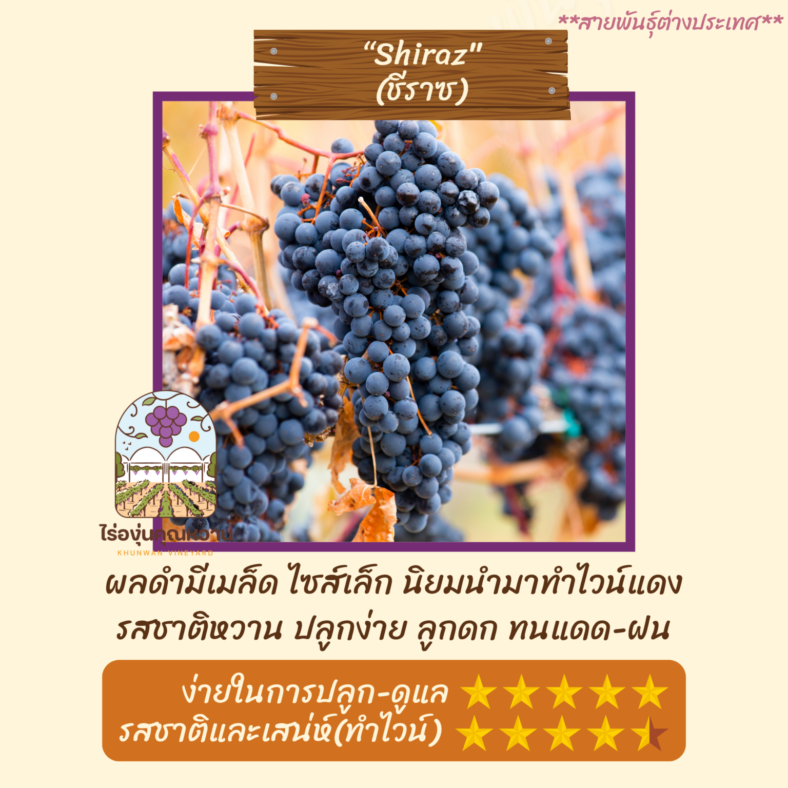 ต้นองุ่น สายพันธุ์ ชีราซ (ทำไวน์) (Shiraz)