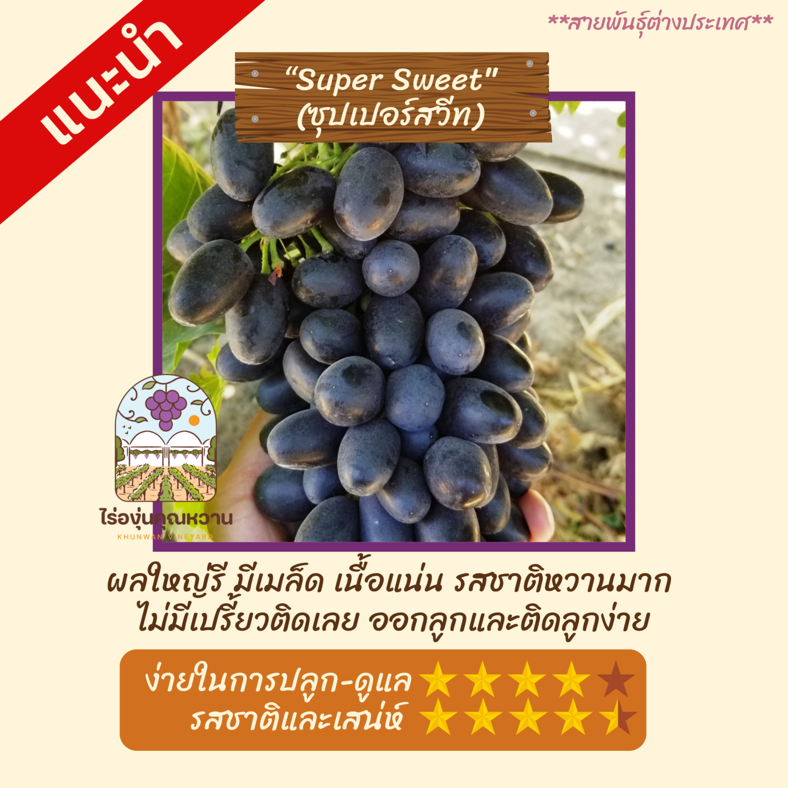 ต้นองุ่น สายพันธุ์ ซุปเปอร์สวีท (Super Sweet)