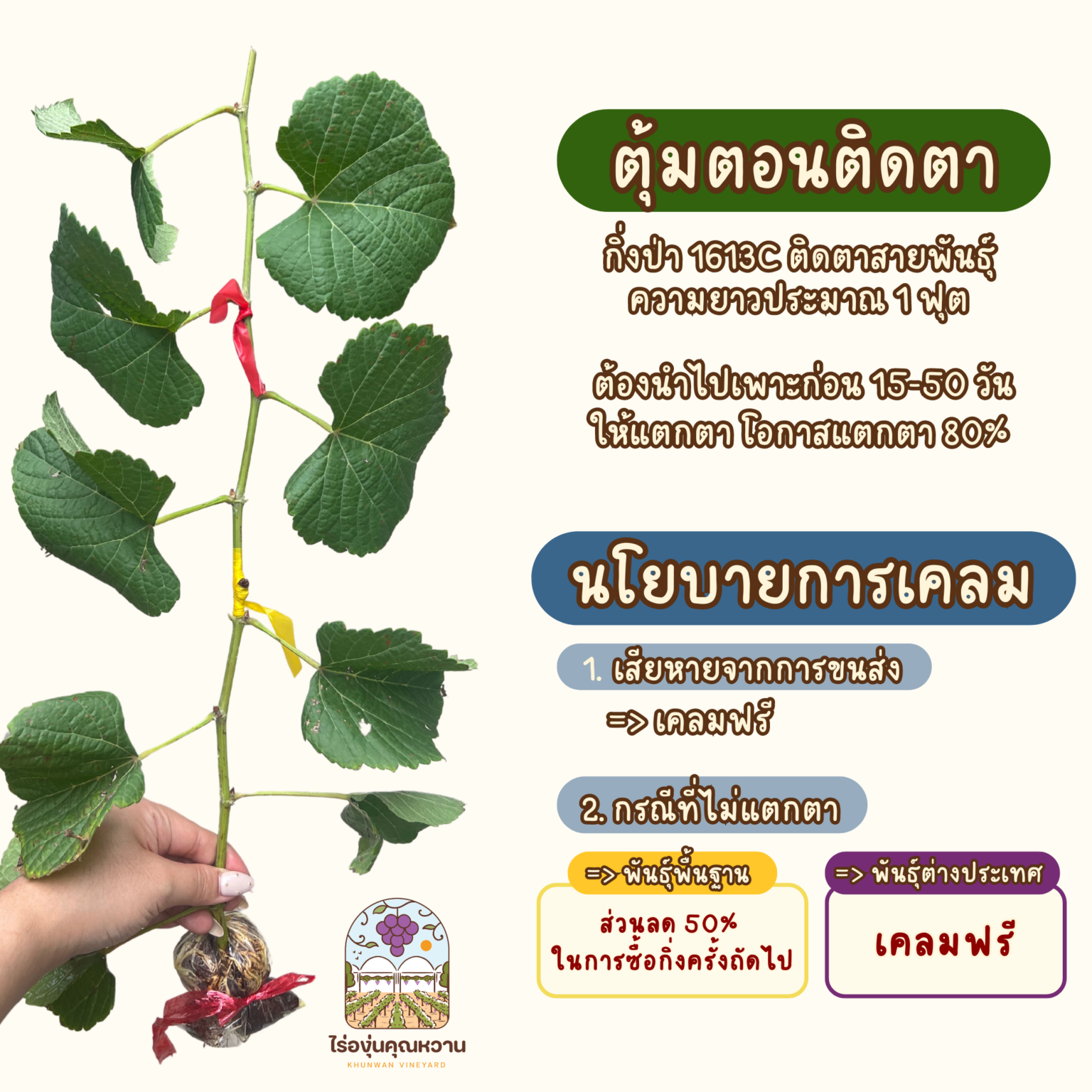 ต้นองุ่น กิ่งตอนติดตา(ตุ้ม) เลือกสายพันธุ์ด้านใน