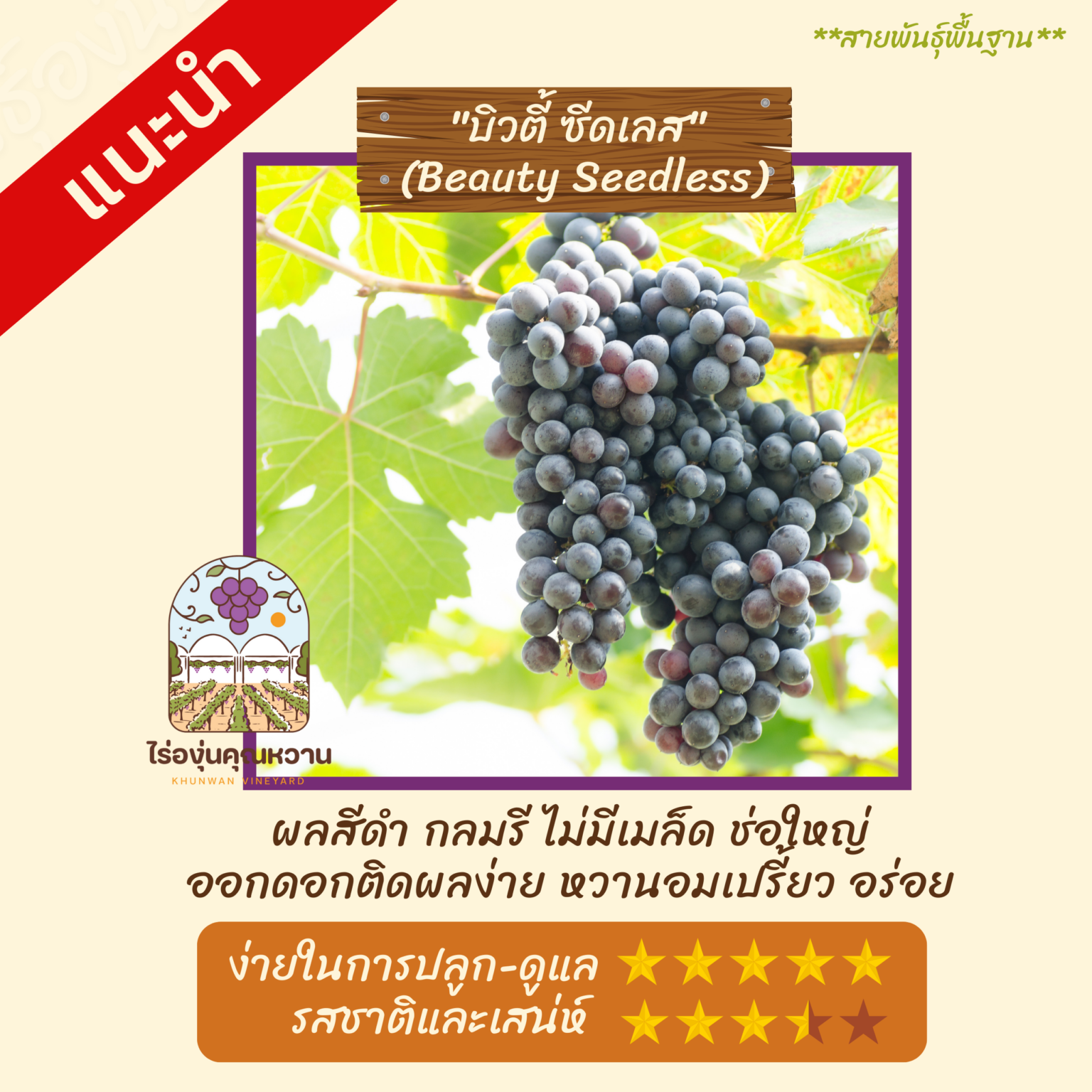 ต้นองุ่น สายพันธุ์ บิวตี้ซีสเลส (Beauty Seedless)