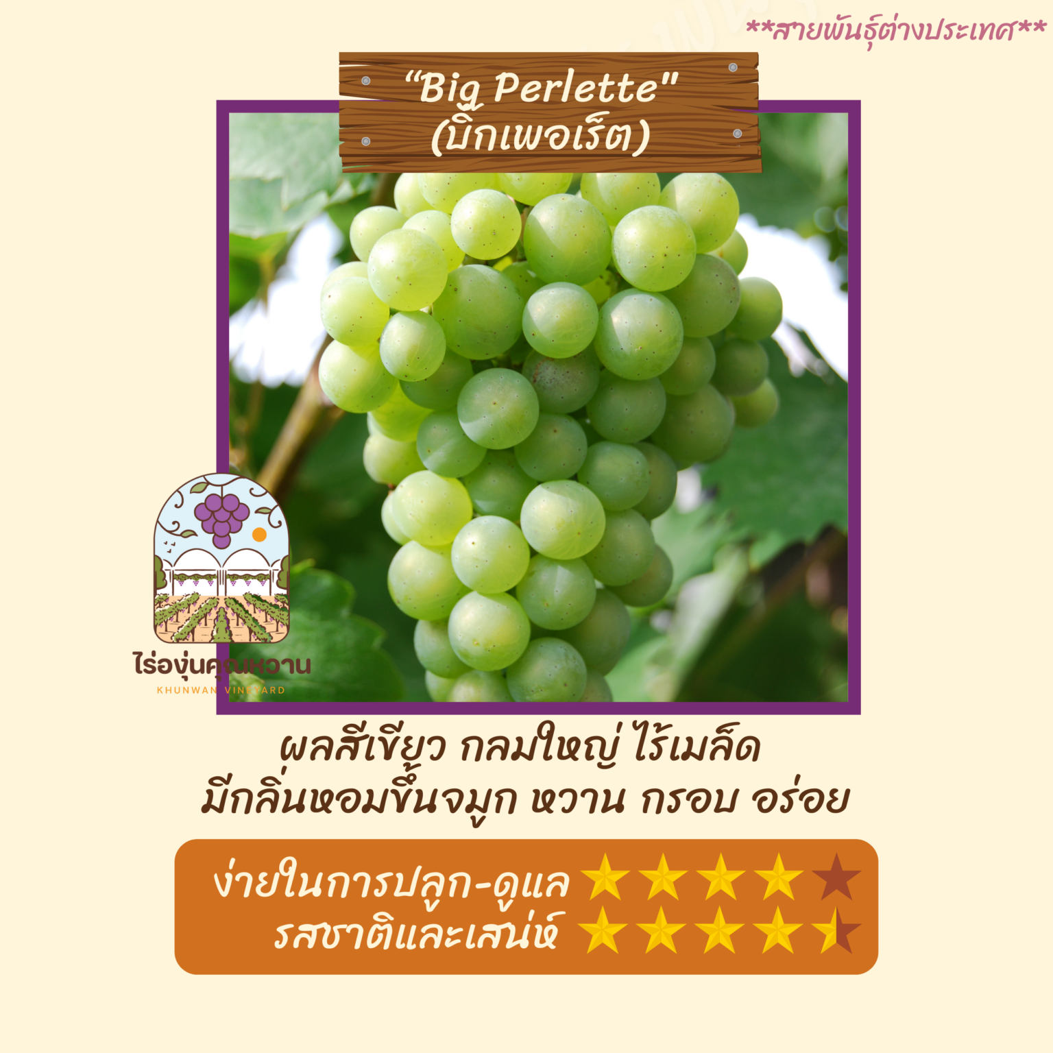 ต้นองุ่น สายพันธุ์ บิ๊กเพอเร็ต (Big Perlette)