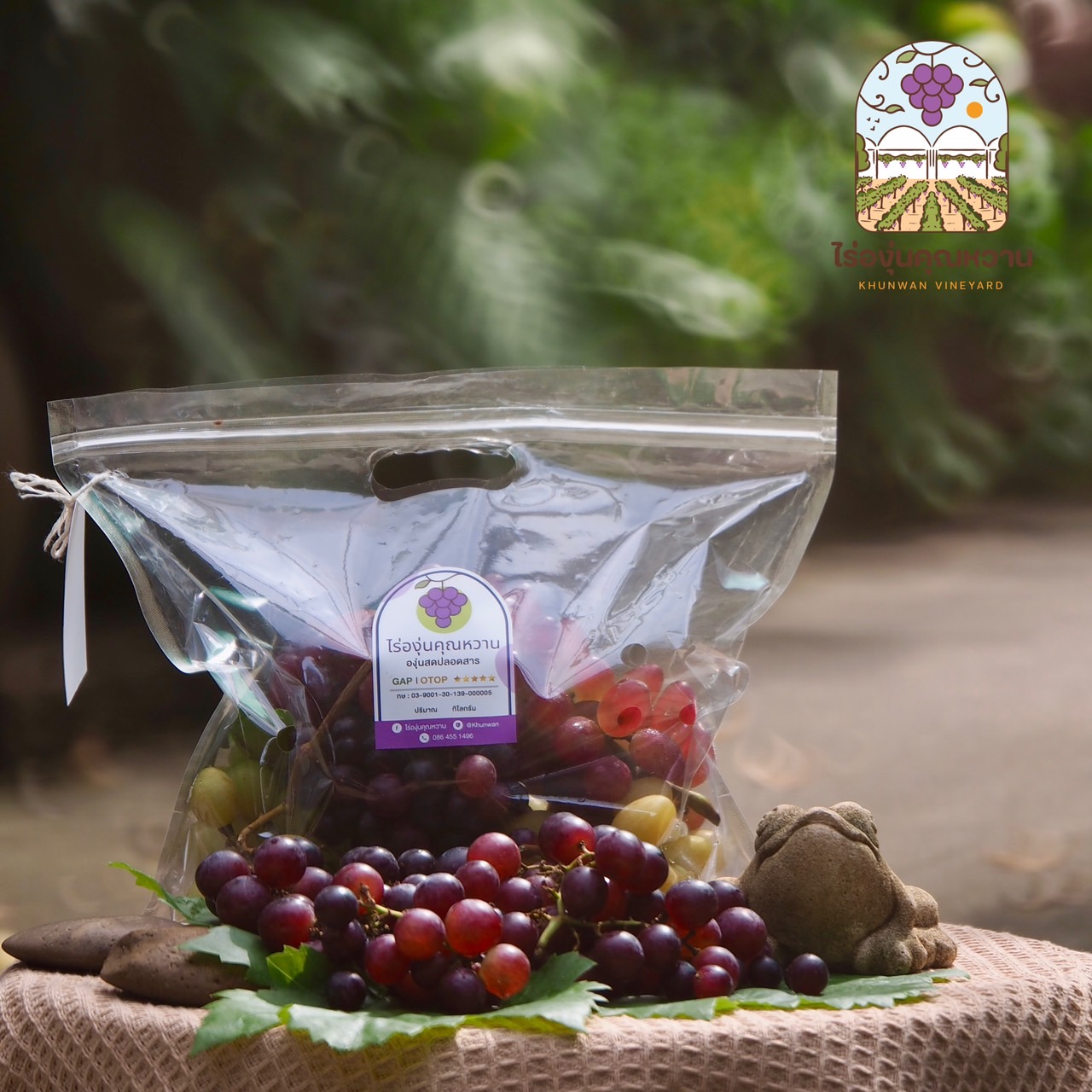 องุ่นสดปลอดสาร หลากหลายสายพันธุ์ (กก.)