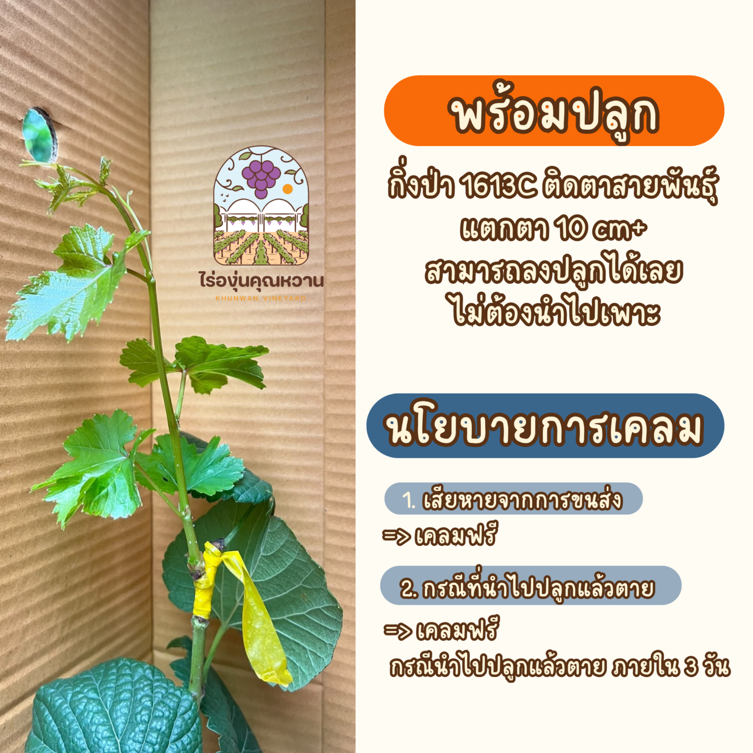 ต้นองุ่น กิ่งตอนเลี้ยงแตกตา (พร้อมปลูก) เลือกสายพันธุ์ด้านใน