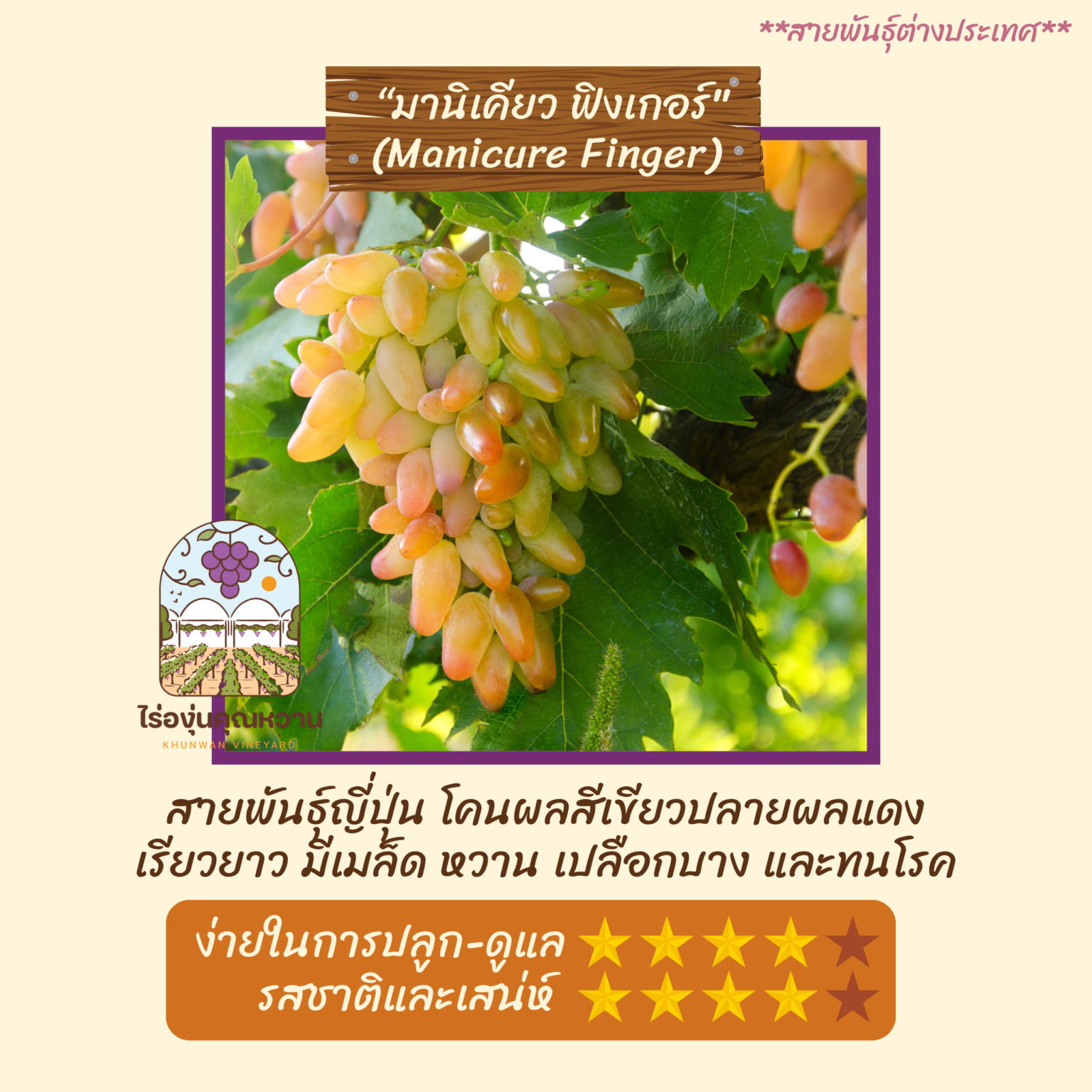 ต้นองุ่น สายพันธุ์ มานิเคียวฟิงเกอร์ (Manicure Finger)