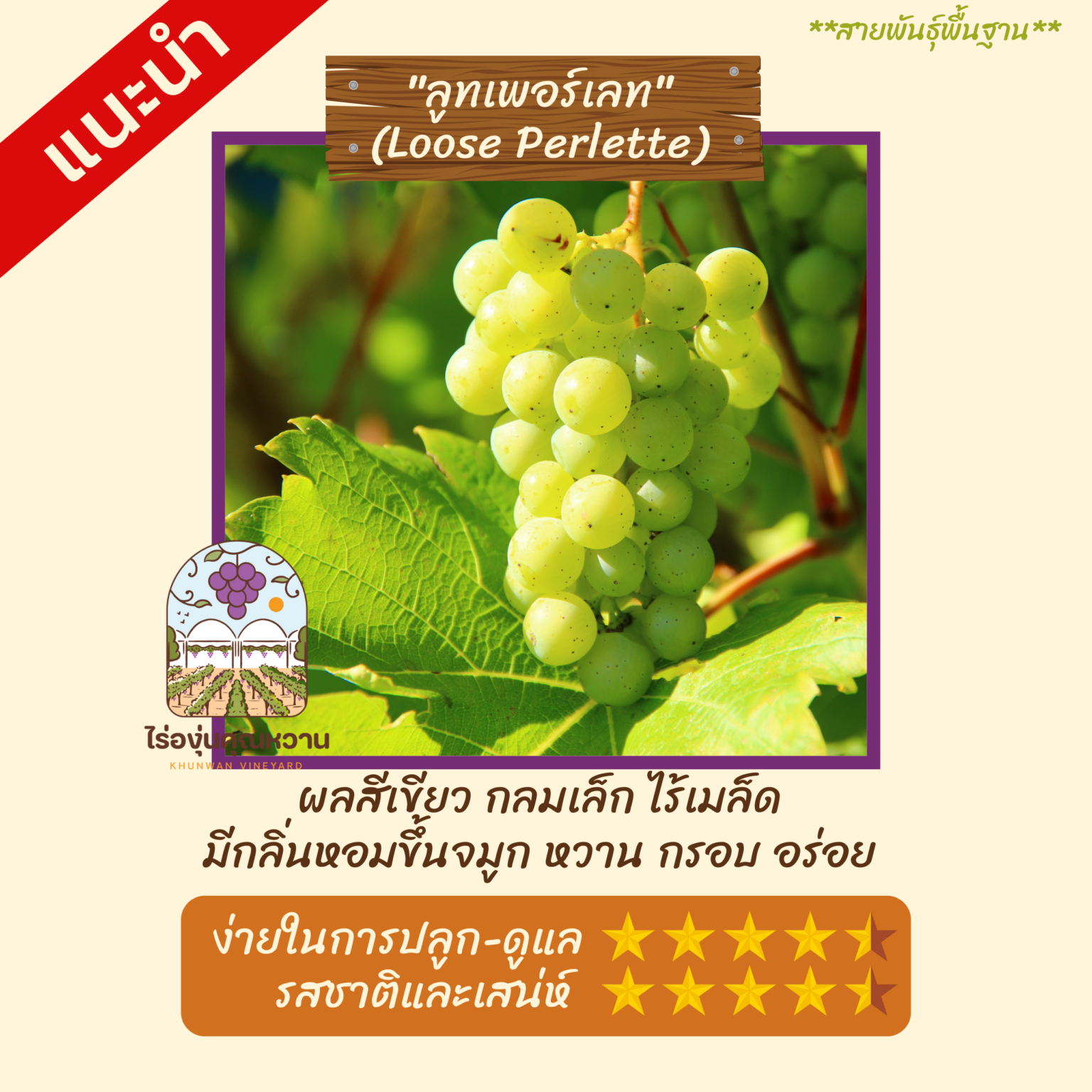 ต้นองุ่น สายพันธุ์ รูสเพอเร็ต (Loose Perlette)