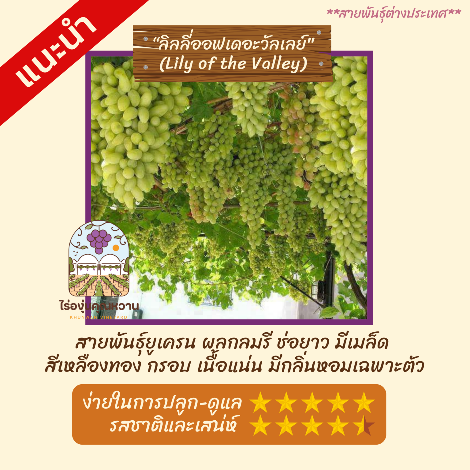 ต้นองุ่น สายพันธุ์ ลิลลี่ออฟเดอะวัลเลย์ (Lily of the Valley)