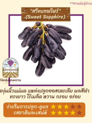 ต้นองุ่น สายพันธุ์ สวีทแซฟไฟน์(นิ้วแม่มด) (Sweet Sapphire)